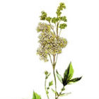 spirea_piccola
